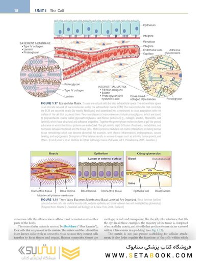 Pathophysiology: The Biologic Basis for Disease in Adults and Children 8th Edition