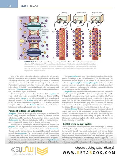 Pathophysiology: The Biologic Basis for Disease in Adults and Children 8th Edition