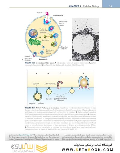 Pathophysiology: The Biologic Basis for Disease in Adults and Children 8th Edition