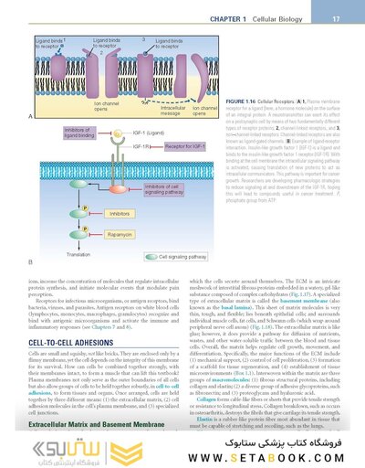 Pathophysiology: The Biologic Basis for Disease in Adults and Children 8th Edition
