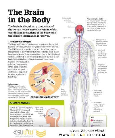 How the Brain Works: The Facts Visually Explained (How Things Work)2020