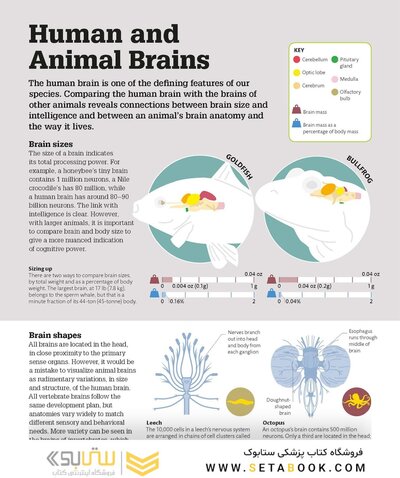 How the Brain Works: The Facts Visually Explained (How Things Work)2020