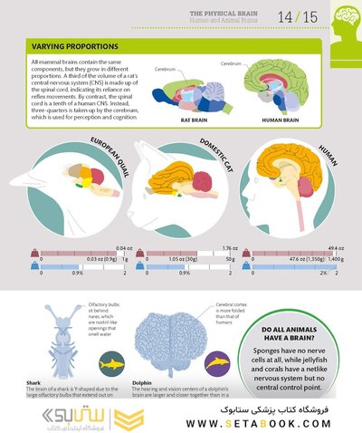 How the Brain Works: The Facts Visually Explained (How Things Work)2020