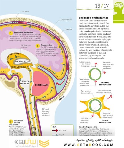 How the Brain Works: The Facts Visually Explained (How Things Work)2020