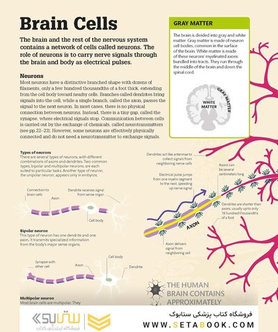 How the Brain Works: The Facts Visually Explained (How Things Work)2020