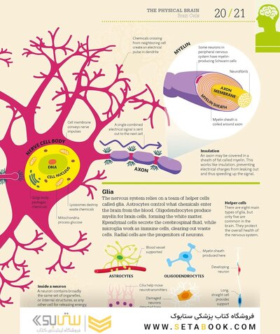 How the Brain Works: The Facts Visually Explained (How Things Work)2020