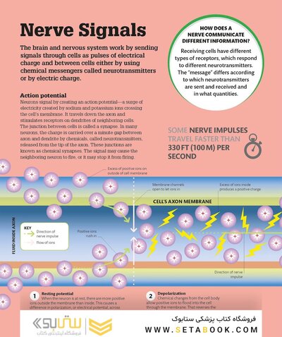 How the Brain Works: The Facts Visually Explained (How Things Work)2020