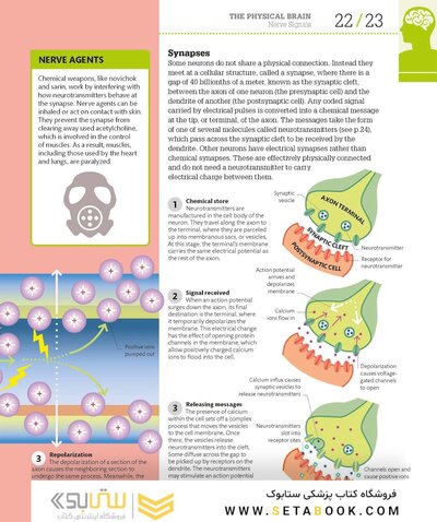 How the Brain Works: The Facts Visually Explained (How Things Work)2020