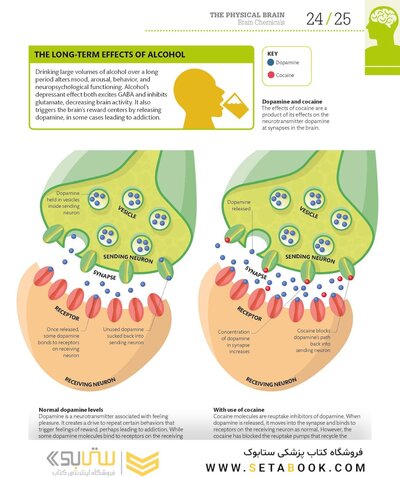 How the Brain Works: The Facts Visually Explained (How Things Work)2020