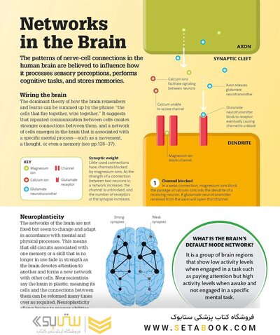 How the Brain Works: The Facts Visually Explained (How Things Work)2020