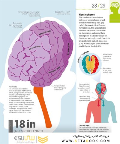 How the Brain Works: The Facts Visually Explained (How Things Work)2020