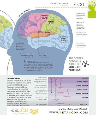How the Brain Works: The Facts Visually Explained (How Things Work)2020