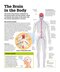 How the Brain Works: The Facts Visually Explained (How Things Work)2020