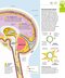 How the Brain Works: The Facts Visually Explained (How Things Work)2020