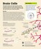 How the Brain Works: The Facts Visually Explained (How Things Work)2020
