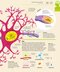 How the Brain Works: The Facts Visually Explained (How Things Work)2020