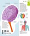 How the Brain Works: The Facts Visually Explained (How Things Work)2020