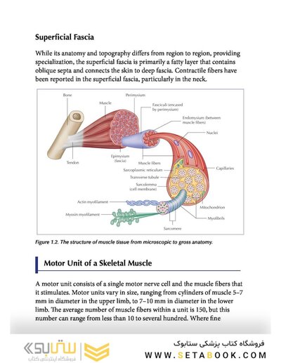 Muscle Energy Techniques, Second Edition : A Practical Guide for Physical Therapists