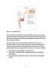 Muscle Energy Techniques, Second Edition : A Practical Guide for Physical Therapists