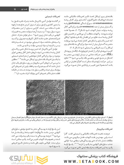 اصول و درمان اندودانتیکس ترابی نژاد 2021 چاپ سیاه و سفید