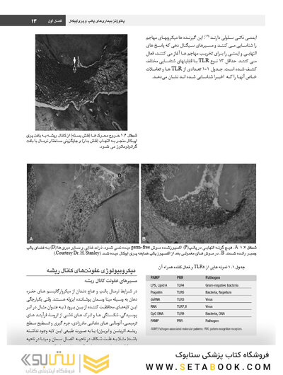 اصول و درمان اندودانتیکس ترابی نژاد 2021 چاپ سیاه و سفید