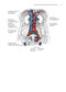 Zollinger's Atlas of Surgical Operations, Eleventh Edition 11th Edition