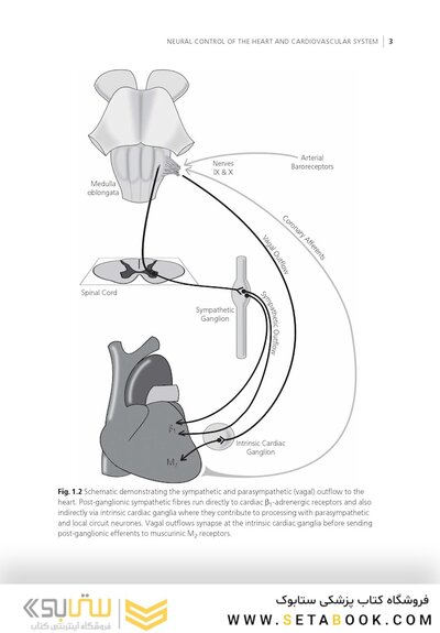 Surgery of the Autonomic Nervous System