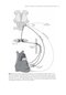 Surgery of the Autonomic Nervous System