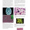 Red Book Atlas of Pediatric Infectious Diseases