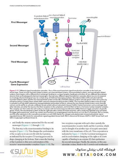 Stahl's Essential Psychopharmacology: Neuroscientific Basis and Practical Applications