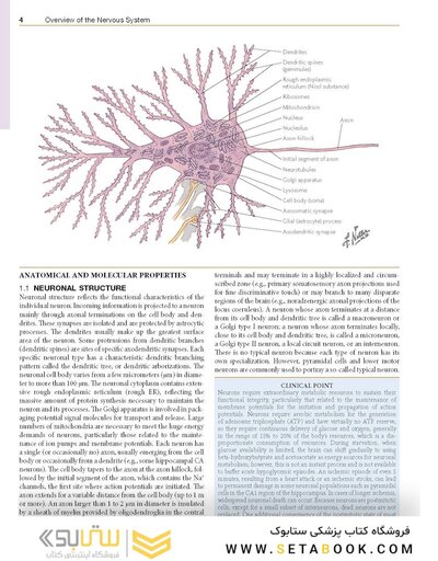 Netter’s Atlas of Neuroscience