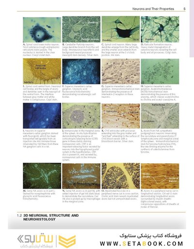 Netter’s Atlas of Neuroscience