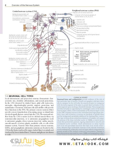 Netter’s Atlas of Neuroscience