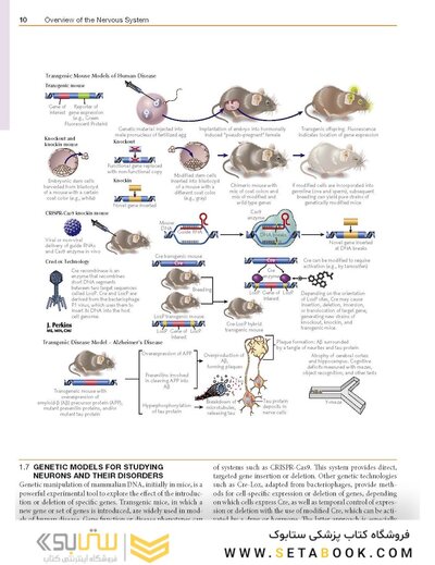 Netter’s Atlas of Neuroscience