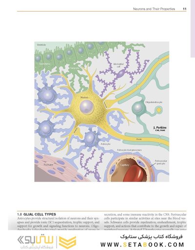 Netter’s Atlas of Neuroscience