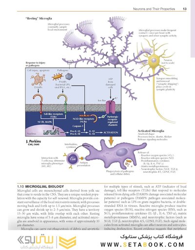 Netter’s Atlas of Neuroscience