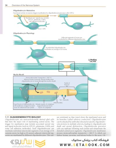 Netter’s Atlas of Neuroscience