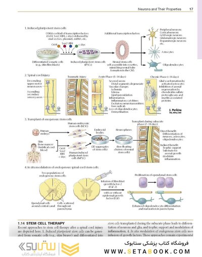 Netter’s Atlas of Neuroscience