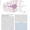 Netter’s Atlas of Neuroscience