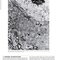 Netter’s Atlas of Neuroscience