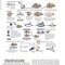 Netter’s Atlas of Neuroscience