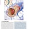Netter’s Atlas of Neuroscience