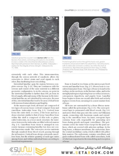Basic Biomechanics of the Musculoskeletal System, Fourth Edition 2012