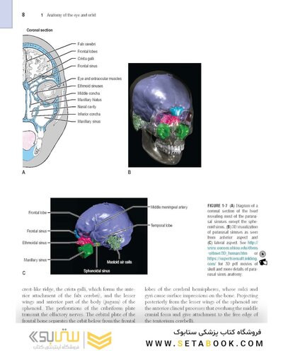 The Eye: Basic Sciences in Practice 4th Edition2015