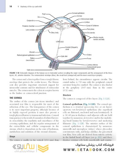 The Eye: Basic Sciences in Practice 4th Edition2015