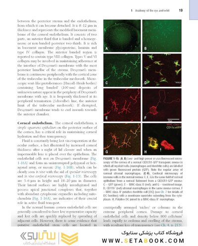 The Eye: Basic Sciences in Practice 4th Edition2015