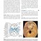 The Eye: Basic Sciences in Practice 4th Edition2015