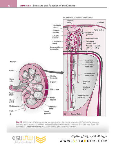 Renal Physiology: Mosby Physiology Series 6th Edition 2018