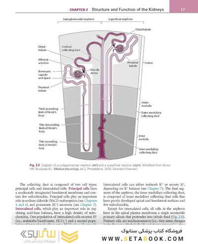 Renal Physiology: Mosby Physiology Series 6th Edition 2018
