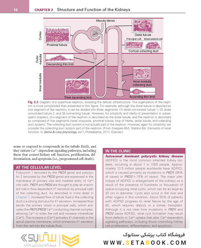 Renal Physiology: Mosby Physiology Series 6th Edition 2018
